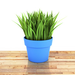 flowerpot with green grass on wood floor and white background with reflection 3d