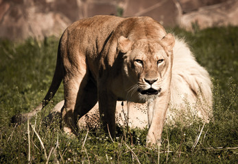 Fototapeta na wymiar Lioness on the grass in the wild