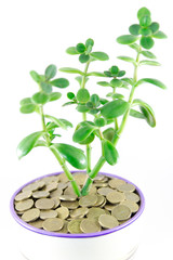 Money in a flowerpot on a white background