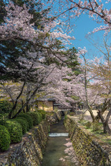 Fototapeta na wymiar 京都嵯峨野　大覚寺境内の春景色