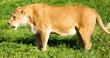Lioness on the grass in the wild