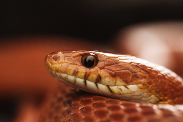 Fototapeta premium Close up of a corn snake