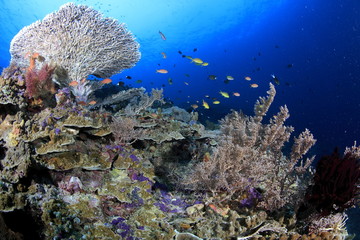 Fototapeta na wymiar Coral reef in Thailand