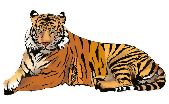 Royal Bengal Tiger illustration, isolated on white background
