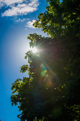 Green leaves and sun