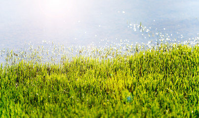Beautiful Green Grass Sunny Day in The Morning on Swamp Water