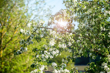 Tree Branch and Green Leaf With Sky And Sunlight of Sun.