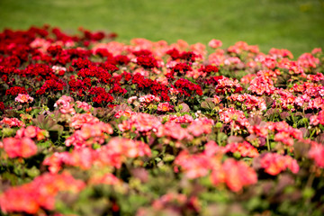 Red Flowers Background in The Garden.
