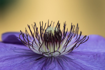 fiore