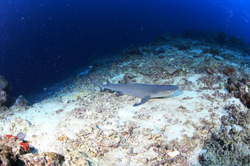 Naklejka na ściany i meble Whitetip reef shark