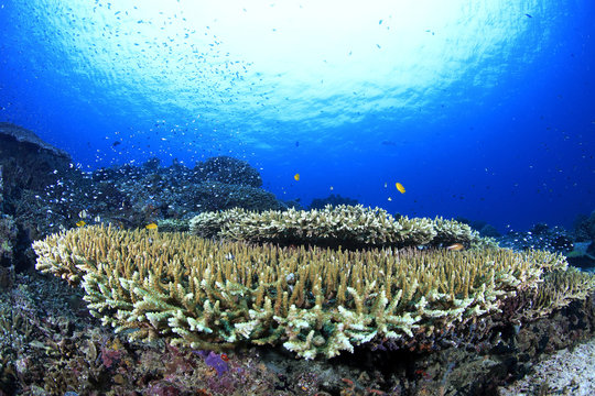 Staghorn Coral