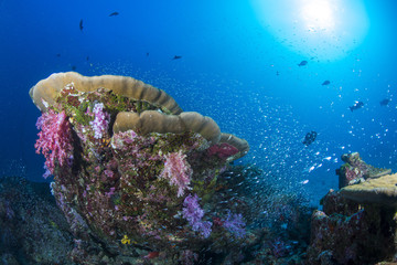 Coral reef at Similan island