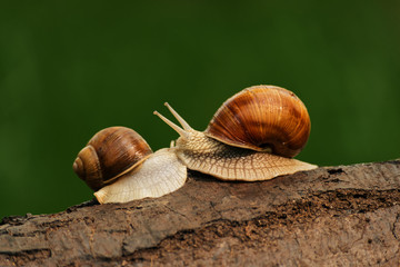 schnecke