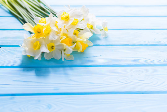 Fototapeta Spring Easter background with fresh white and yellow daffodils (narcissus) flowers close up on blue wooden planks. Copy space for text, top view, flat lay.