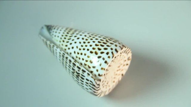 Small spotted seashell rotates, close up