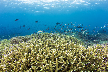 Naklejka na ściany i meble Staghorn coral reef