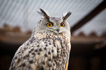 Portrait of an eagle owl at the zoo