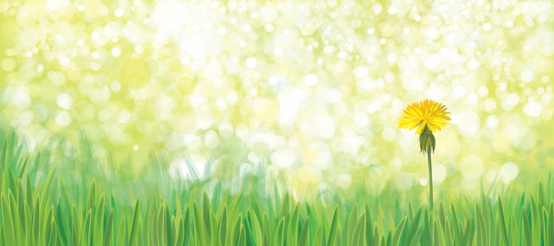 Vector  yellow  dandelion flower on green nature  background.
