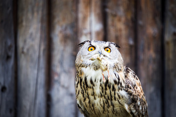 Portrait of an eagle owl at the zoo