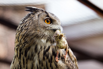 Owl eats chicken at the zoo