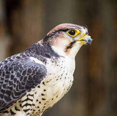 Portrait of a hawk at the zoo