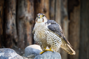 Portrait of a hawk at the zoo