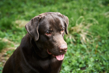 Dog labrador, brown labrador, dog on the street