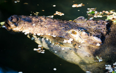 Head of a crocodile in a pond at the zoo