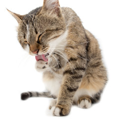 Cat washed on white background