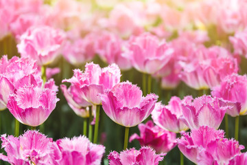 Fototapeta na wymiar Colorful spring pink tulip flowers with sunlight as a background