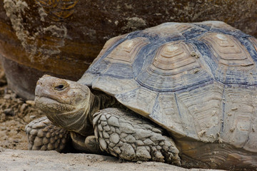 eine alte Riesenschildkr&ouml;te