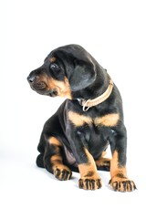 Welpe - links schauend