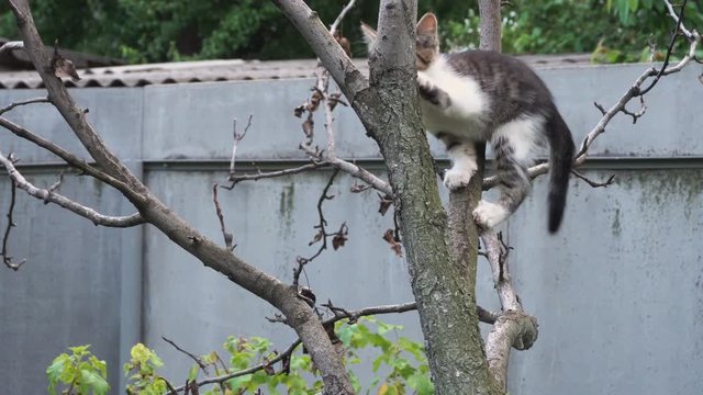 Tabby kitten trying to climb a tree
