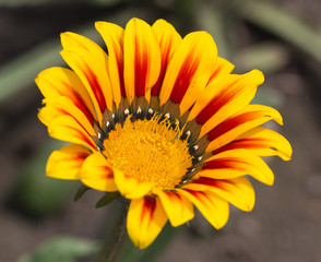 yellow and orange flower closeup background