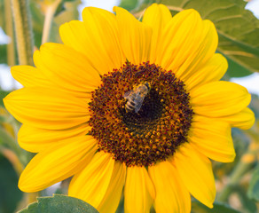 Obraz premium bee sits on a yellow flower closeup background