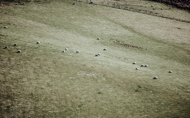 sheep in the green field