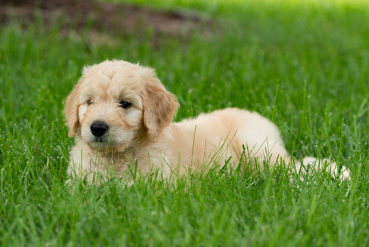 Eight week old golden retriever puppy relaxing in lush grass