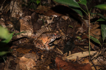 jungle frog on the leaves
