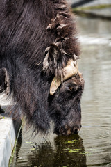 Close up portrait of Musk ox Ovibos Moschatus drinking water