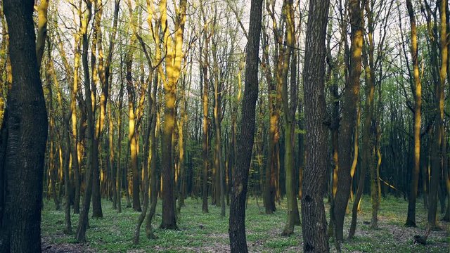Leafless woods in evening