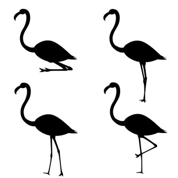Set of silhouettes of flamingo in different poses. Vector illustration