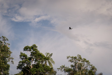 tucan flying in the sky