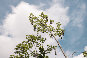 bird nest in the tree