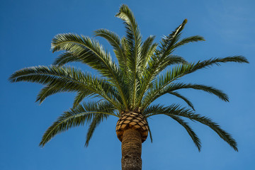 Palme unter wolkenlosem Himmel