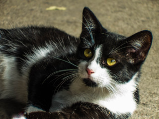 Cat Eyes