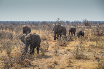 Fototapeta premium Elephant group in Etosha National Park (Namibia)