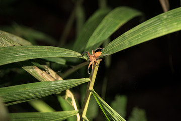 spider on a leaf