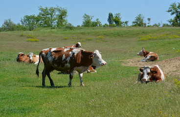 Fototapeta na wymiar Small herd of cows graze on the slope of hill