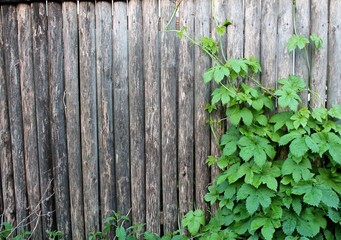 fence made of old wooden planks with green a vine growing in the background