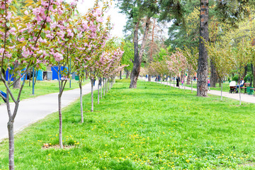 Blossom sakura cherry trees in a park